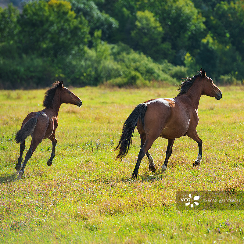 奔跑的深色枣红色马图片素材