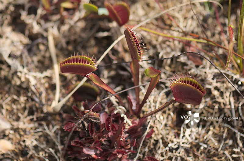 捕蝇草图片素材