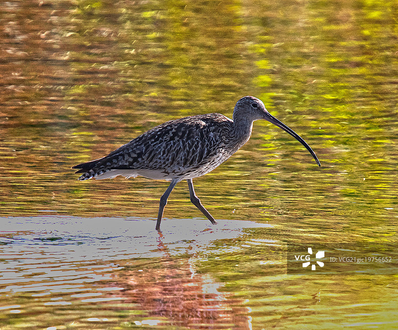 欧亚杓鹬图片素材
