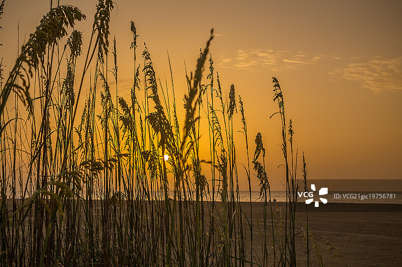 泰比岛上的海燕麦图片素材