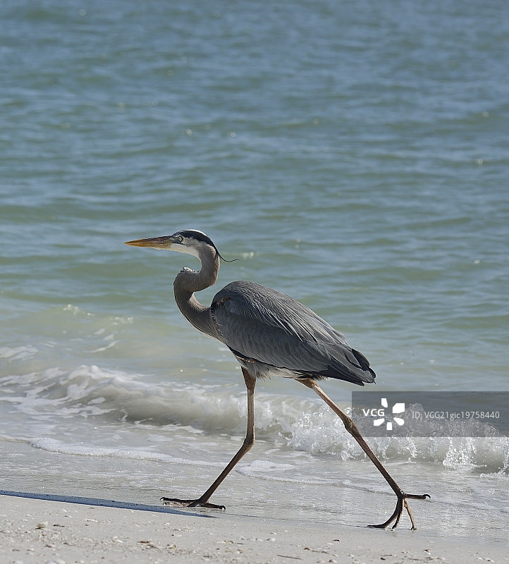 大蓝鹭图片素材