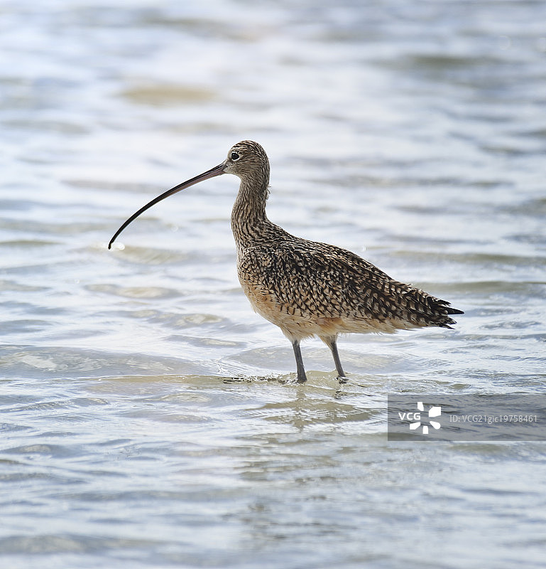 长嘴丘鹬图片素材