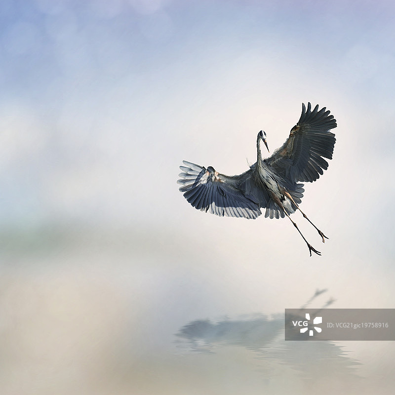 大蓝鹭图片素材