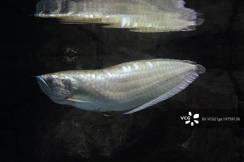 银龙鱼图片素材