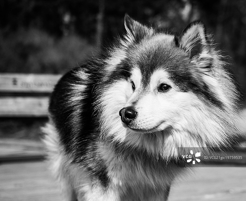 芬兰拉普猎犬奥利弗图片素材