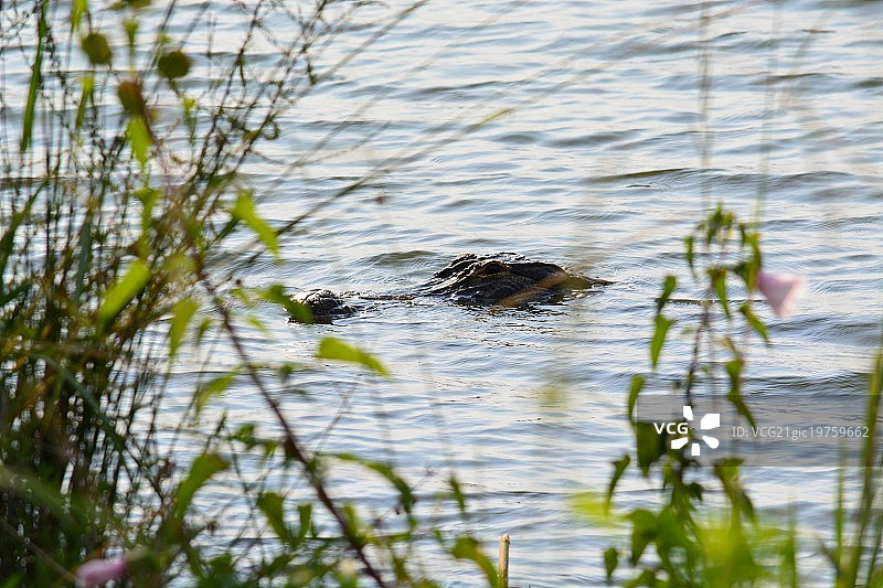 尤福拉，阿拉巴马州，美洲鳄图片素材