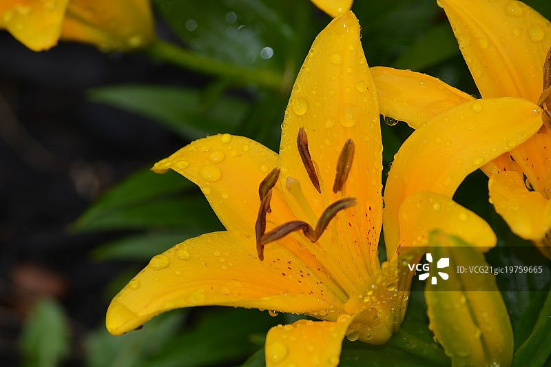 黄色虎皮百合图片素材