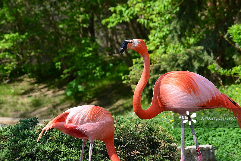 美洲红鹳图片素材