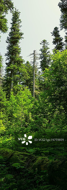 针叶林图片素材