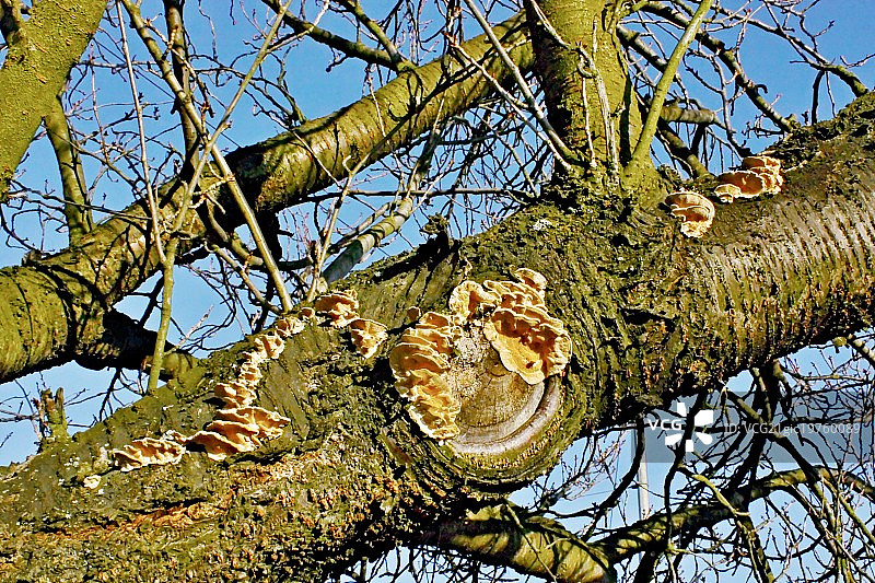 寄生生物图片素材