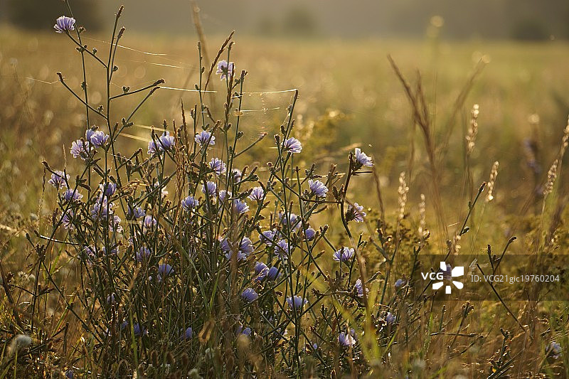 日出时分的菊苣图片素材
