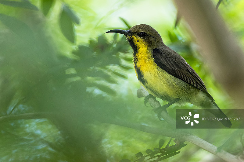 橄榄背太阳鸟图片素材