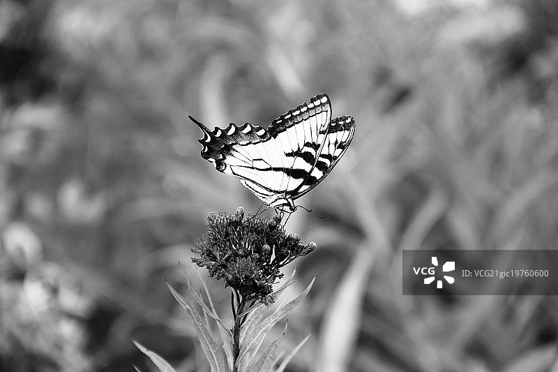 黑白燕尾蝶图片素材