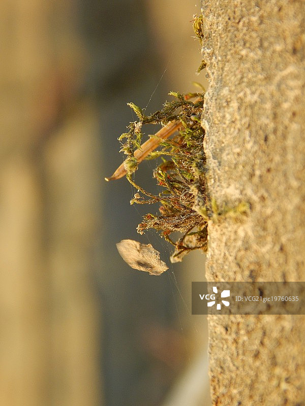 玄武岩上的苔藓与碎屑I图片素材