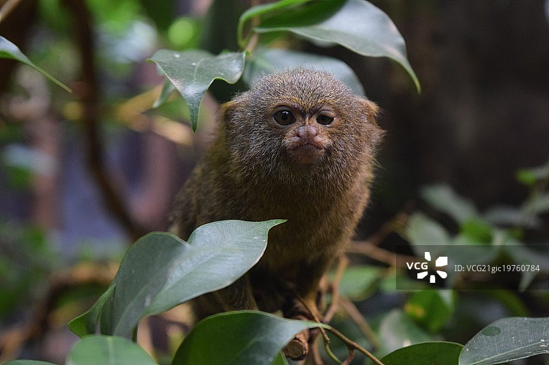 树叶中的猴子图片素材