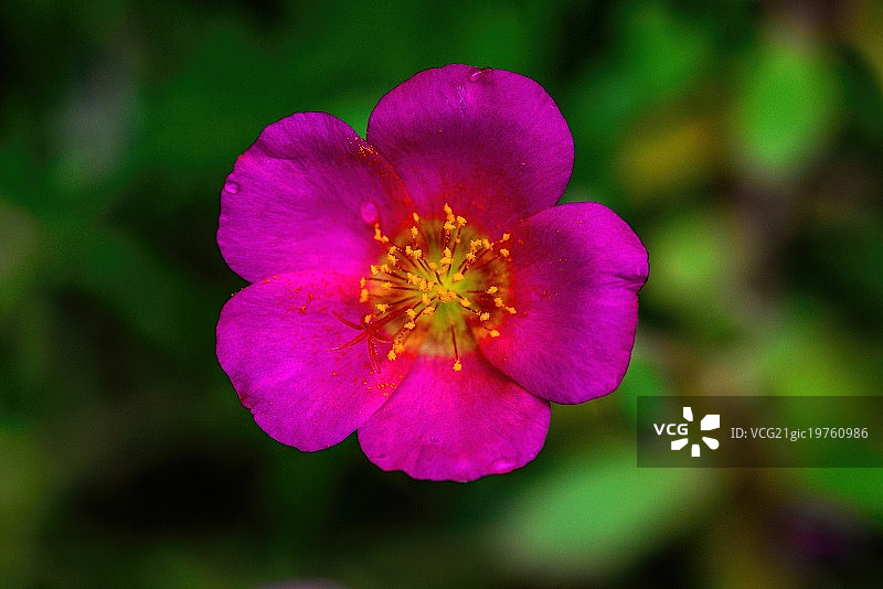 马齿苋图片素材