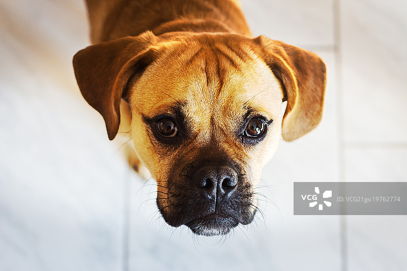 巴哥混血犬图片素材