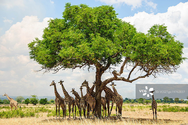 树下的长颈鹿图片素材