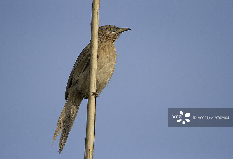 纹胸鹛图片素材
