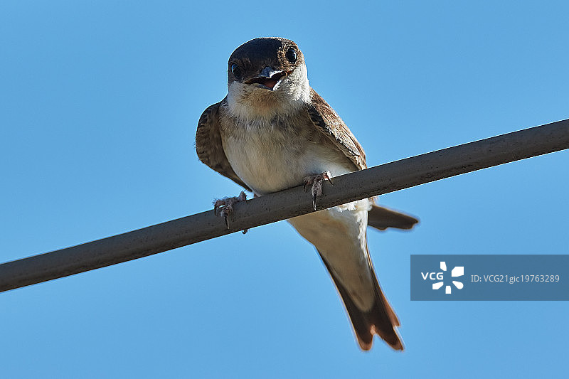 家燕面部特写图片素材