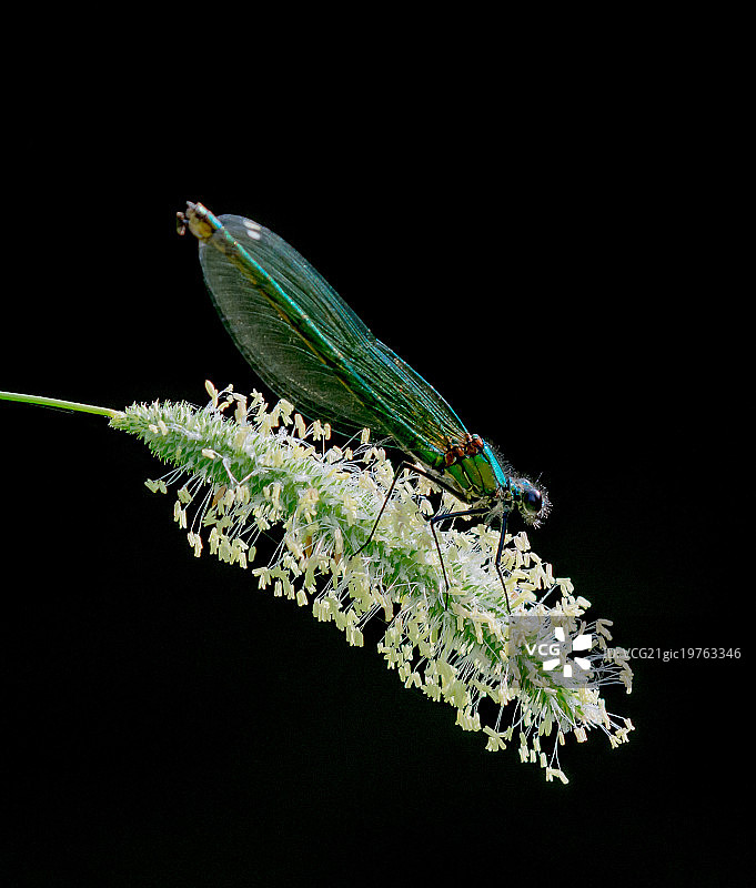 雌性豆娘图片素材