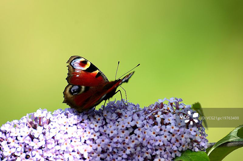 在醉鱼草上的孔雀图片素材