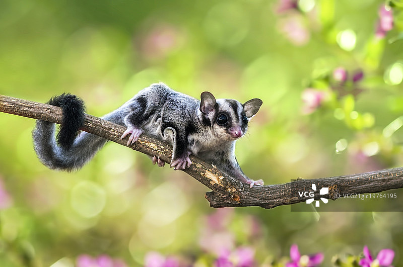 蜜袋鼯图片素材