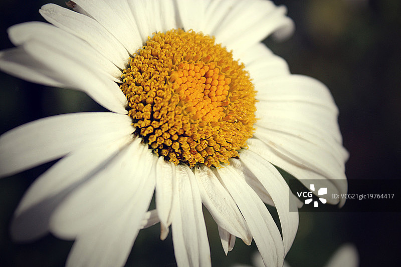 你好，玛格丽特图片素材