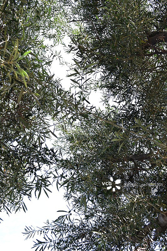 在橄榄树的天空下图片素材