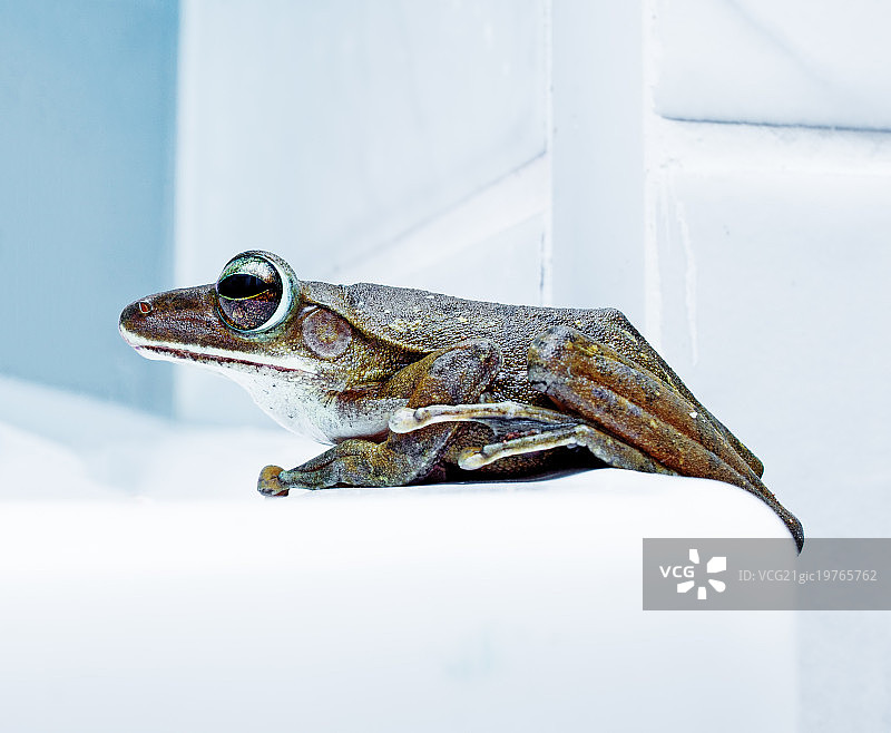 青蛙肖像图片素材