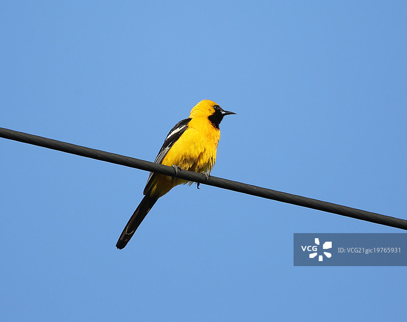 黄鹂鸟图片素材