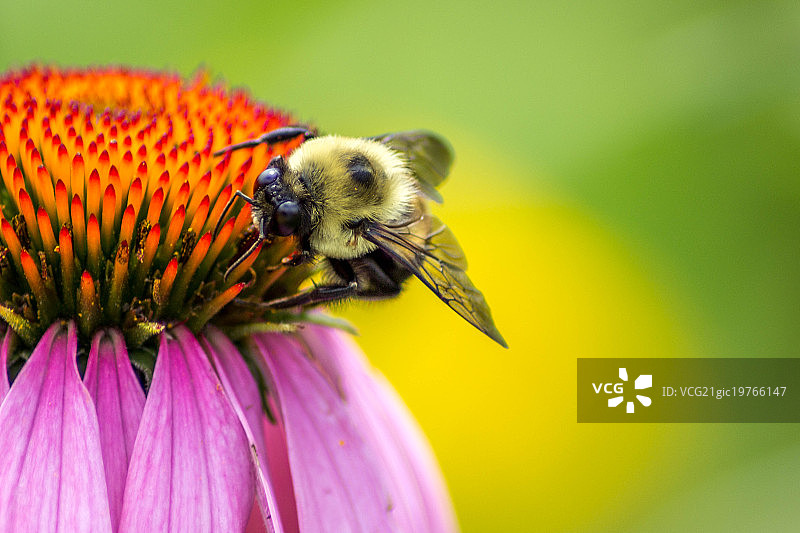 紫锥菊图片素材