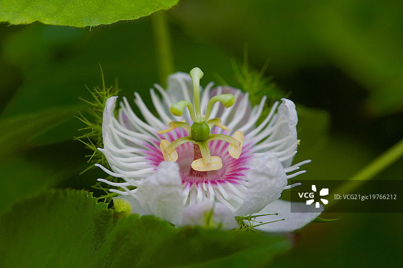 西番莲图片素材
