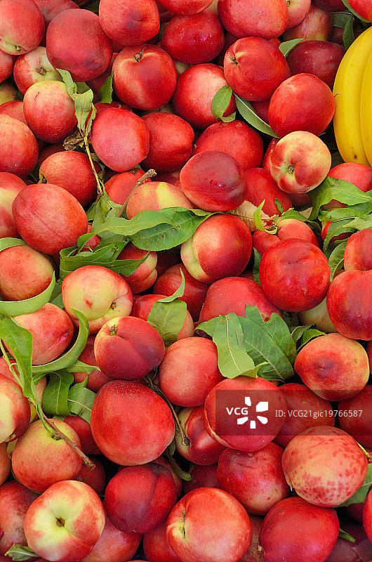 高丽油桃图片素材