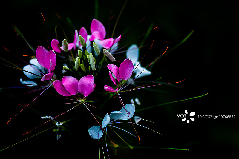 紫龙须图片素材