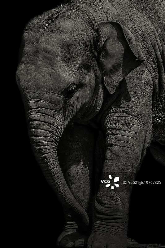 小象肖像图片素材