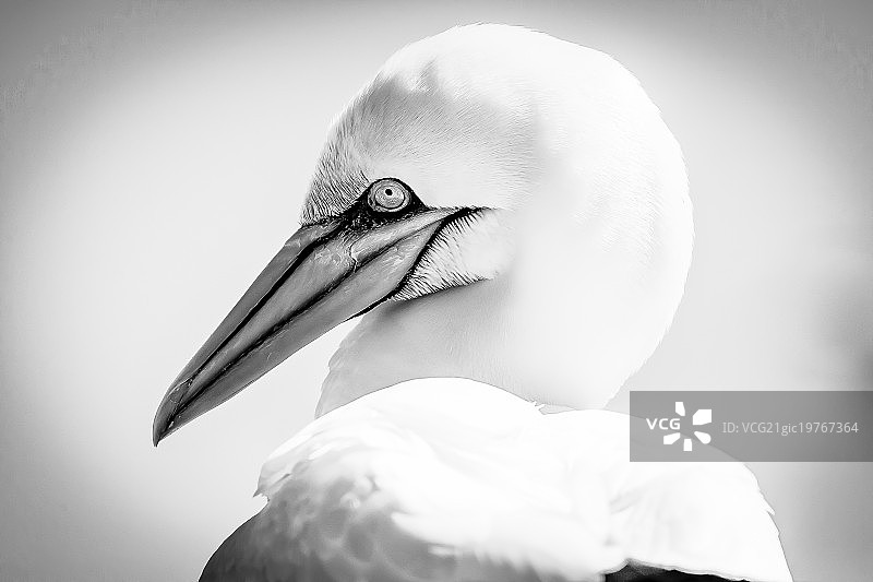 黑白塘鹅图片素材