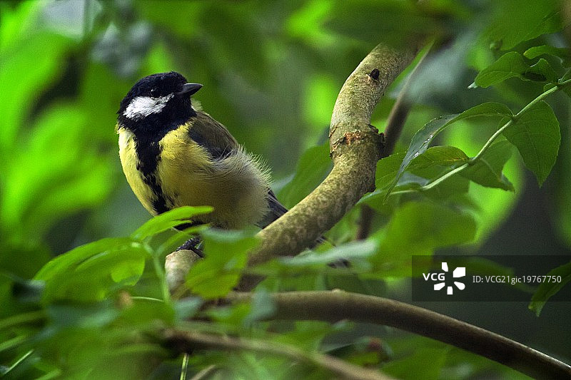 大山雀图片素材