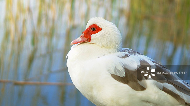 美洲家鸭图片素材
