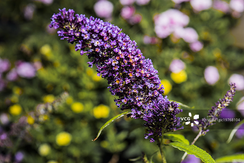大叶醉鱼草，又称夏紫丁香图片素材
