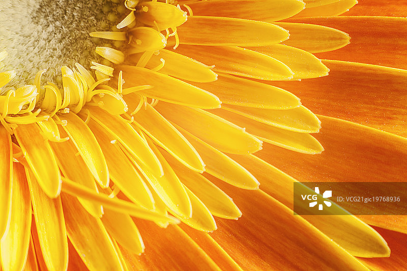 非洲菊图片素材