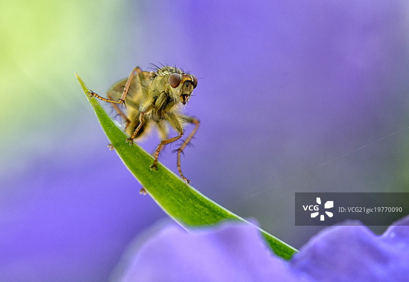 盯着我的粪蝇图片素材