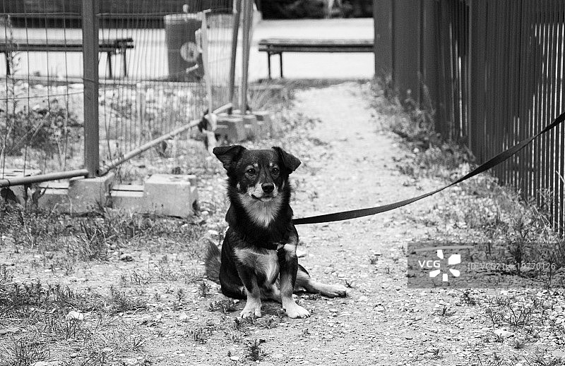 看门犬图片素材