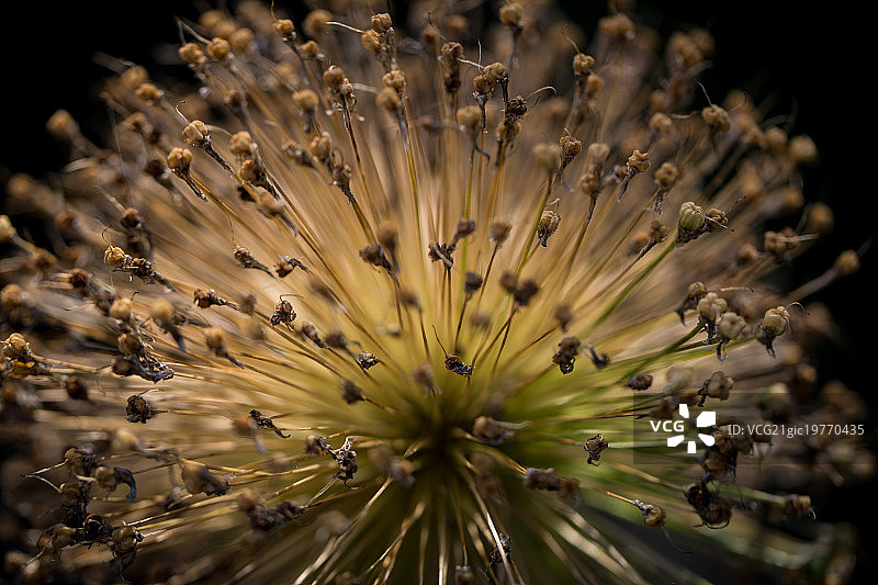 干燥的花图片素材