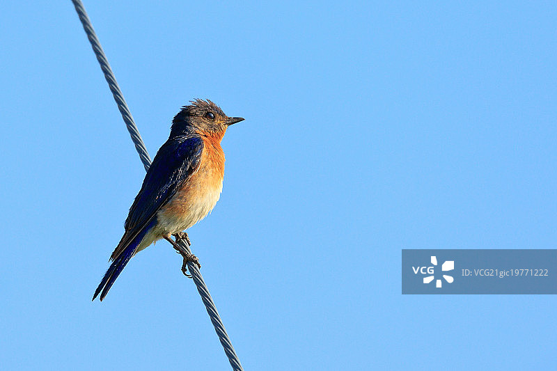 东方蓝知更鸟图片素材