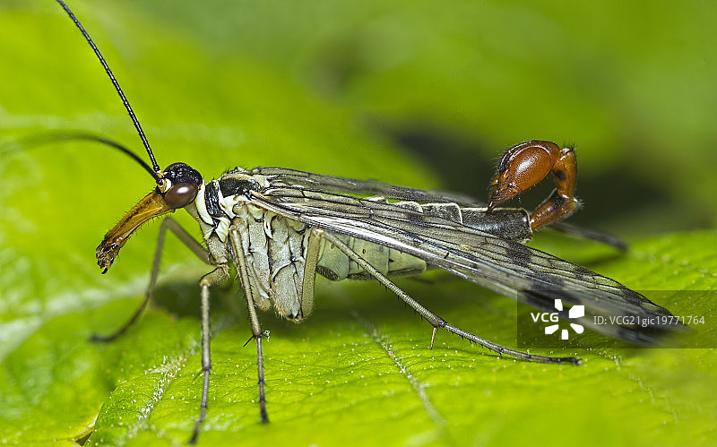 蝎蛉全景堆栈图片素材