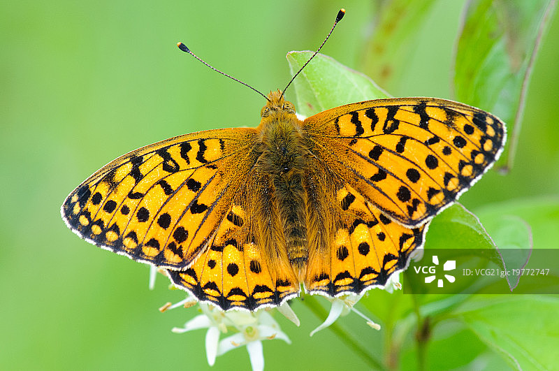 大绿豹纹蝶图片素材