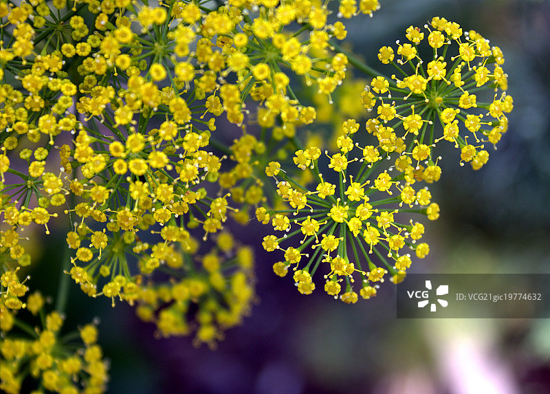 盛开的莳萝图片素材