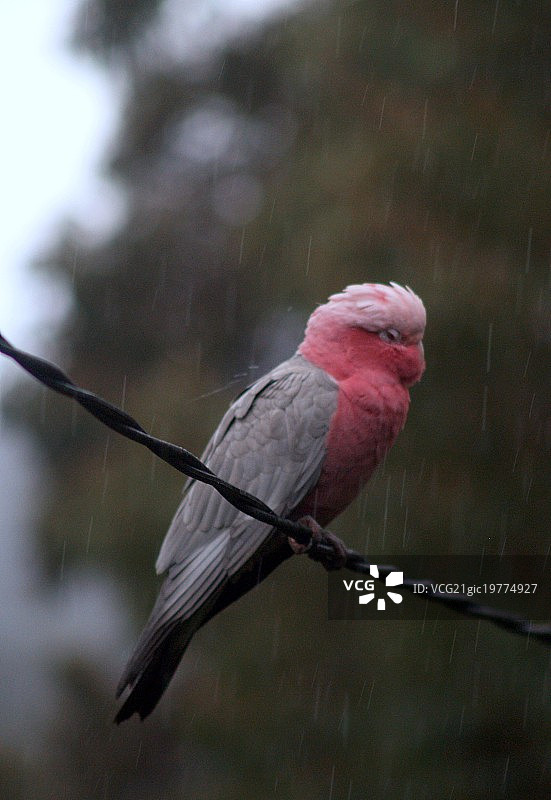澳大利亚雨中的粉红凤头鹦鹉图片素材