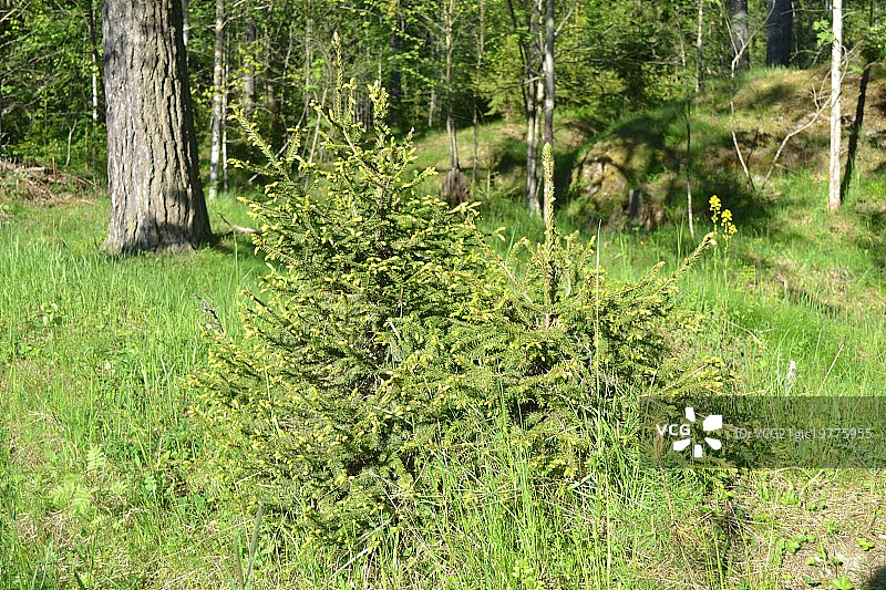 年轻的枞树图片素材